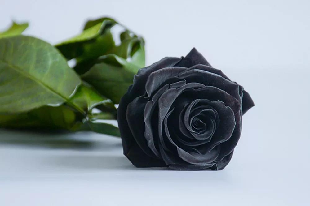 花店常用玫瑰花品种大全,一篇文章带你认识三亚40种花