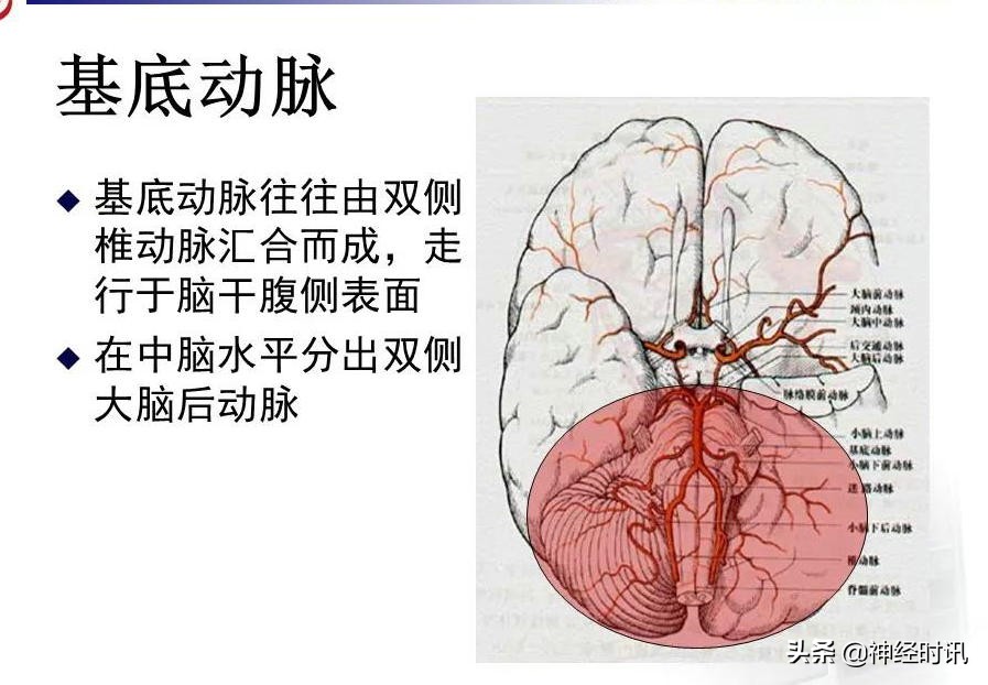 脑动脉解剖学讲解,基底节区脑血管解剖