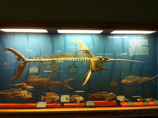 世界十大博物馆埃及博物馆,世界十大博物馆失窃案视频