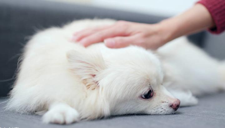 狗狗呕吐拉稀怎么治,狗狗尿不出来还有血怎么回事