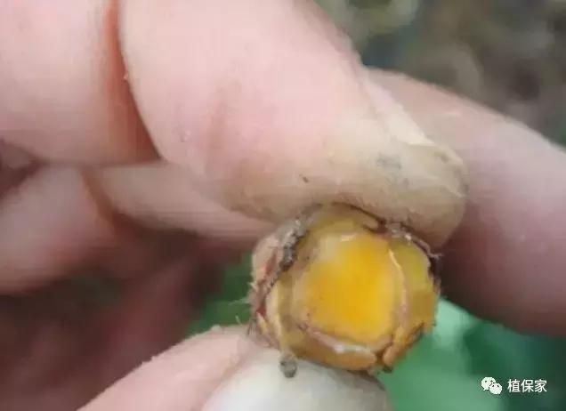 南京地区草莓病虫害防治的现状,温室草莓病虫害种类及防治措施