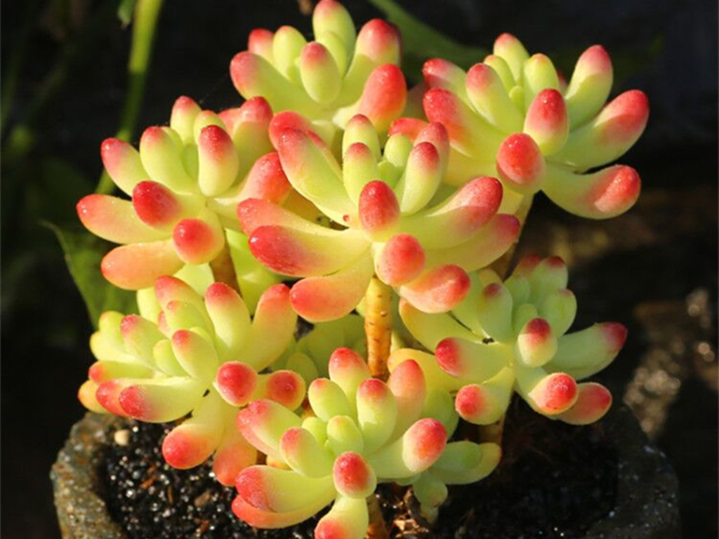 多肉怎么养着就变绿色了,多肉为何从红变绿了