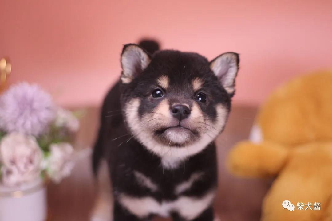 如何买到便宜又纯正的柴犬,哪里可买到又便宜又正宗的柴犬