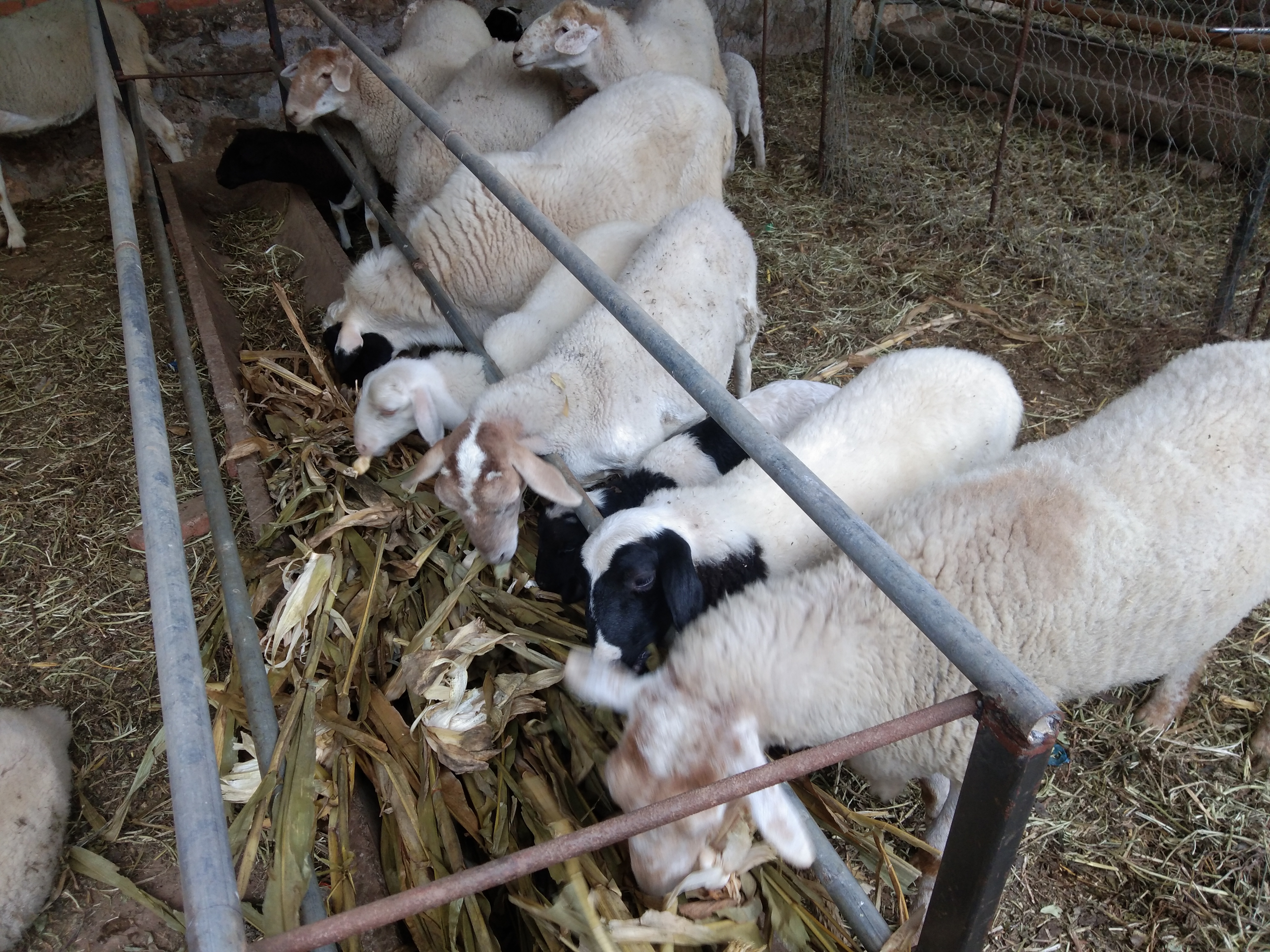 玉米怎么喂羊才合理,玉米喂羊配方视频