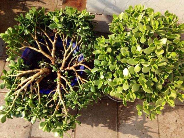 玉树怎么养才能长得快叶子翠绿,玉树光照太强叶片发软怎么补救