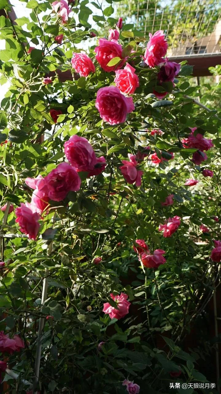 月季春季第一波花要不要剪,月季春季第一波花开后嫁接
