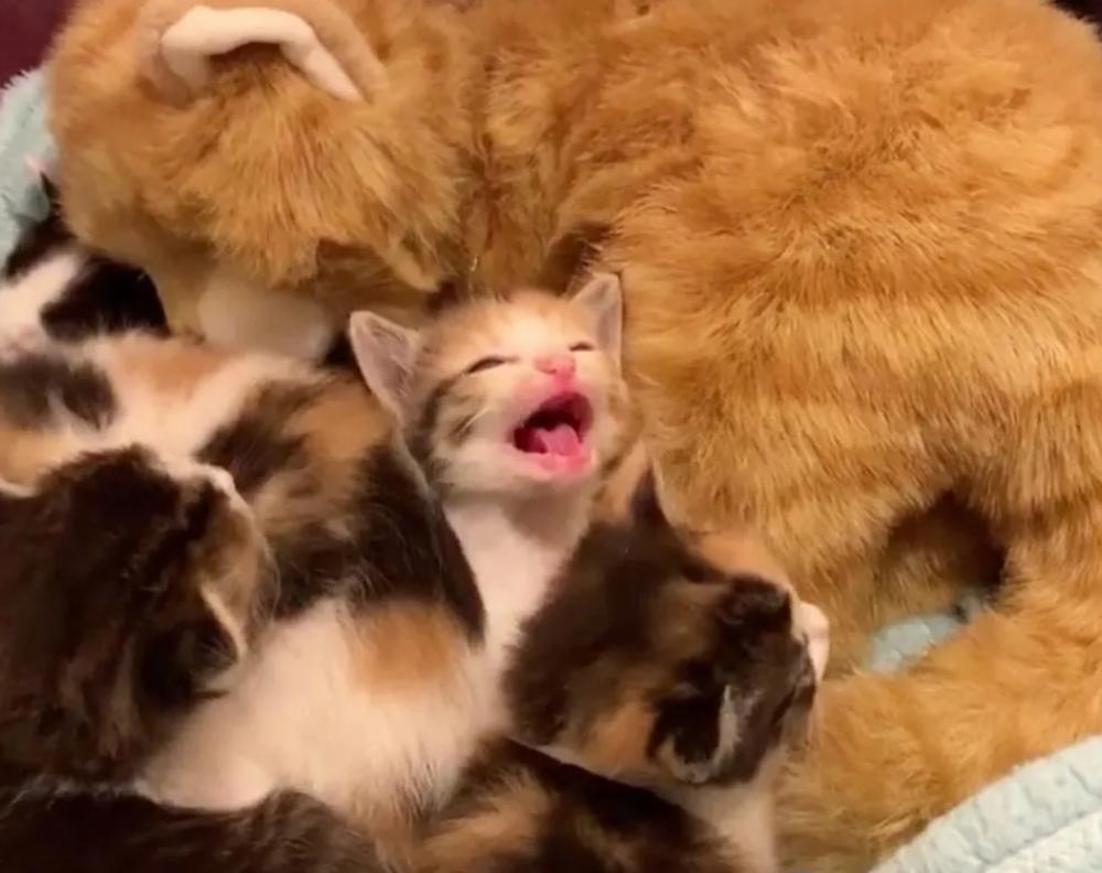 世界上最丑的鸟类有啥,世界最丑的鸟