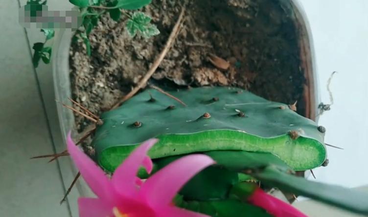 嫁接假昙花不死就是活了吗,嫁接假花