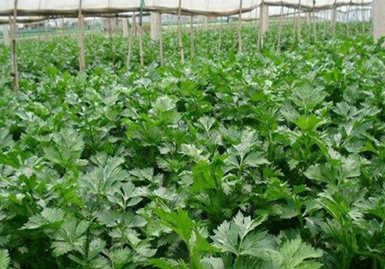 芹菜大棚种植技术和方法,温室种植芹菜有哪些科学育苗方法