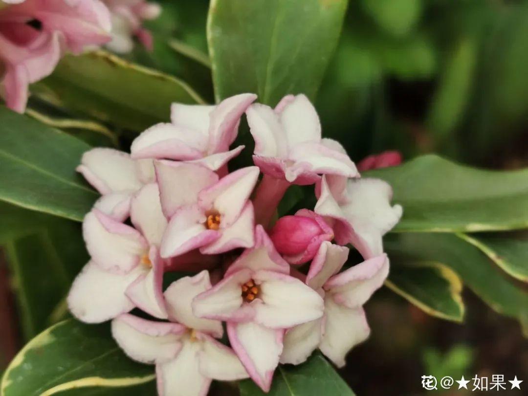 耐寒又好养的香水花,家里可以养法国香水花