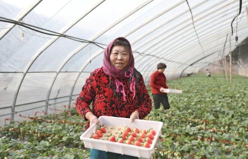 今年草莓滞销的原因,草莓滞销的最佳方法