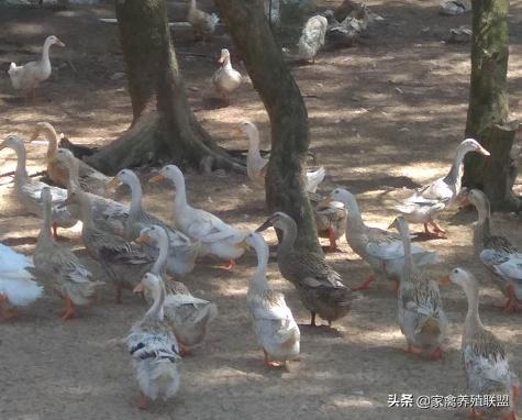 蛋鸭苗哪个品种最好,高产蛋鸭养殖技术