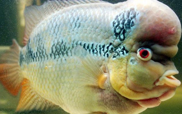 罗汉鱼苗是不是罗汉鱼,罗汉鱼苗需要什么样的水质