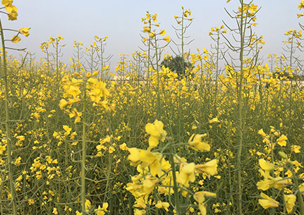 废弃物发酵腐熟成优质有机肥,农业有机废弃物粉碎发酵有机肥