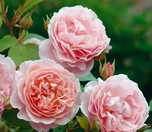 100种玫瑰图片大全,介绍100种不同品种的玫瑰视频