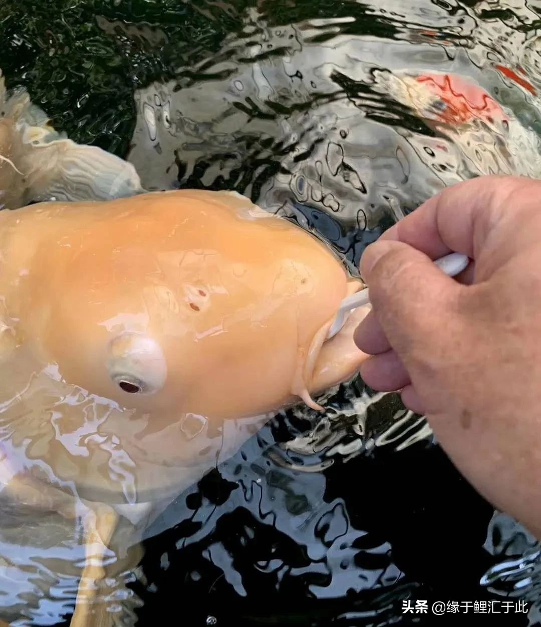 新鱼池除碱的最佳方案,水泥做的鱼池怎么脱碱