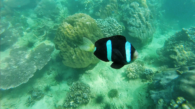三亚一日游必买的婚纱 (三亚婚纱旅拍攻略)