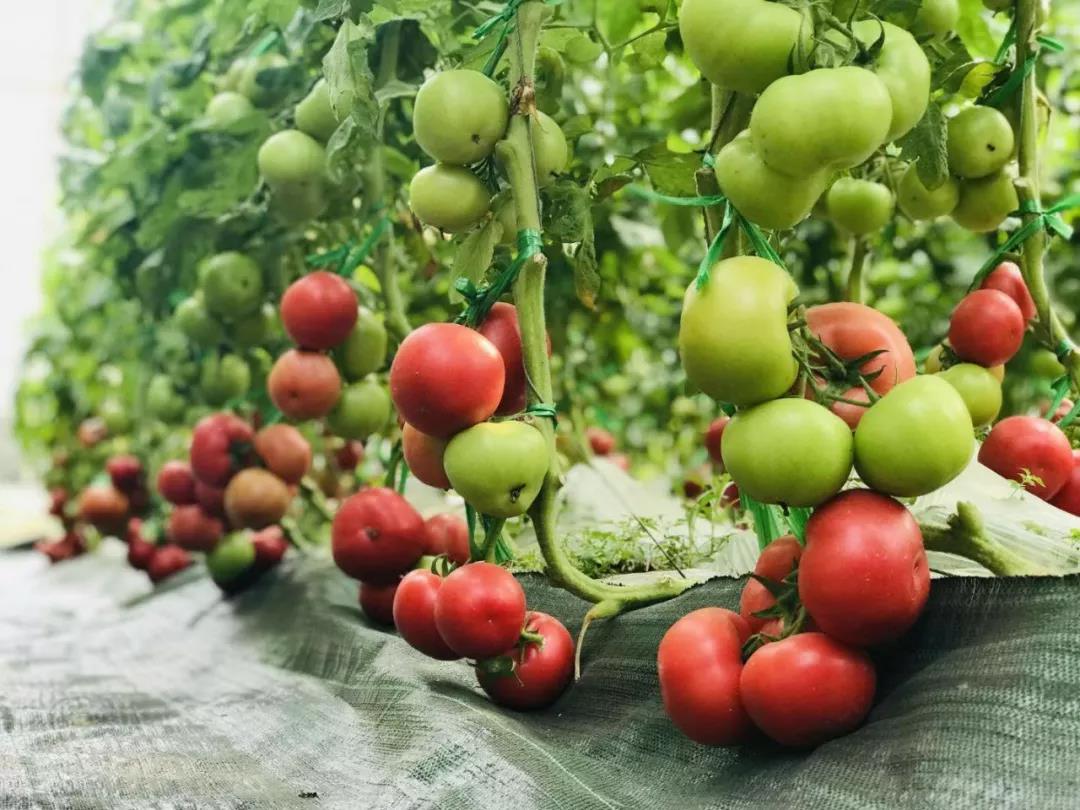 抢名额，19期中国无土栽培和土壤种植技术升级集成培训会