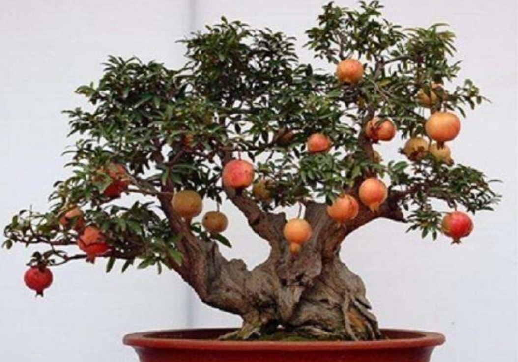 养石榴怎么养才开花结果,养盆栽石榴记住这几个技巧