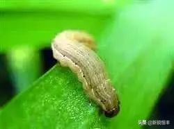 甜糯玉米各时期的病虫害,玉米苗期常见病虫害有哪些