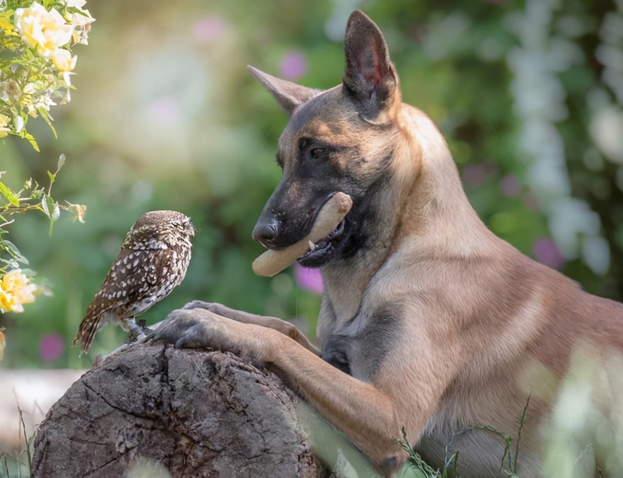 在狗市挑一只双血统马犬,小马犬怎么挑好的狗粮呢