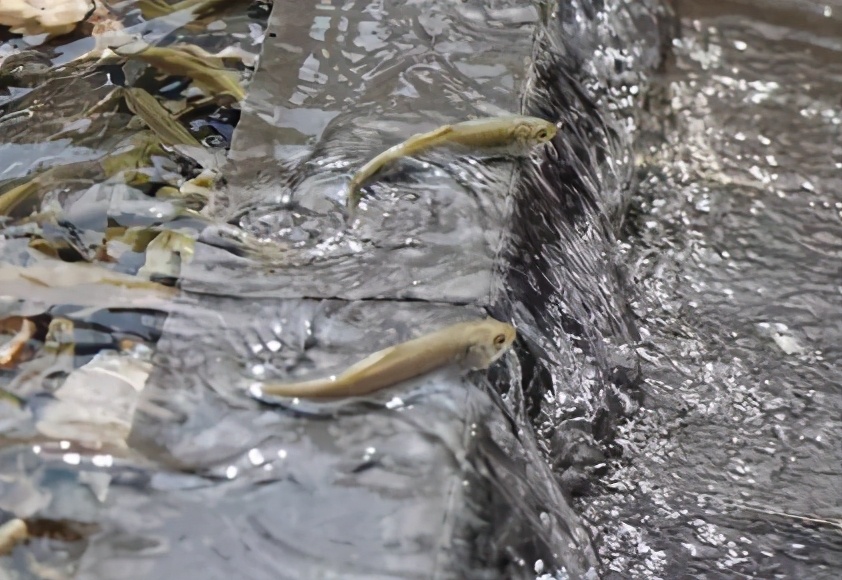 黄河鲤鱼是它的祖先，味道鲜美曾当饭吃，鱼卵有剧毒，如今禁食了