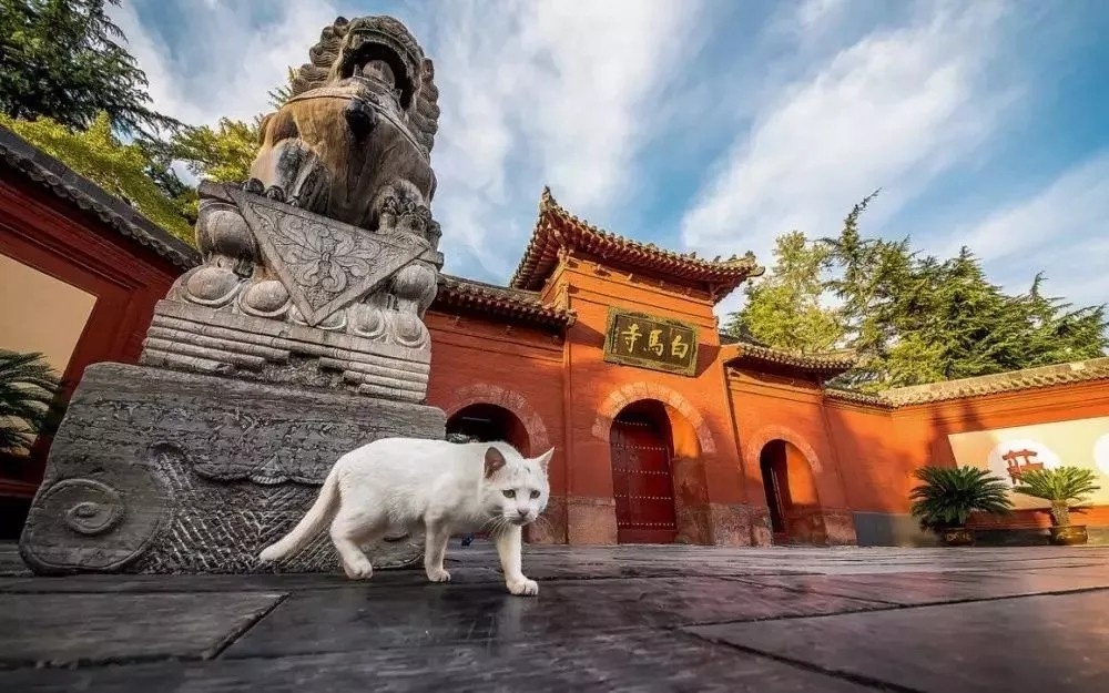 洛阳古城历史照片,历史的记忆完整视频