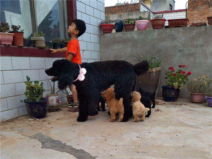 泰迪跟巨贵中间有什么关系呢,泰迪的正确喂养方法如下