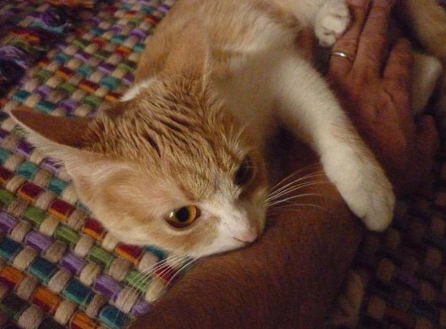 怎么纠正幼猫咬手,怎么改掉幼猫咬人手的习惯