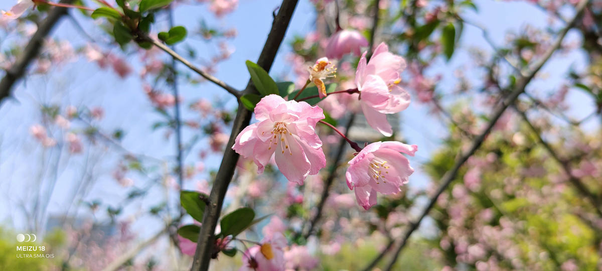 魅族18s深度评测双11,魅族18深度评测钟文泽