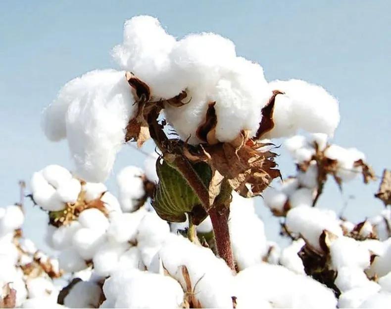 babybean親豆丨爆款上线！优越的品质，亲民的价格