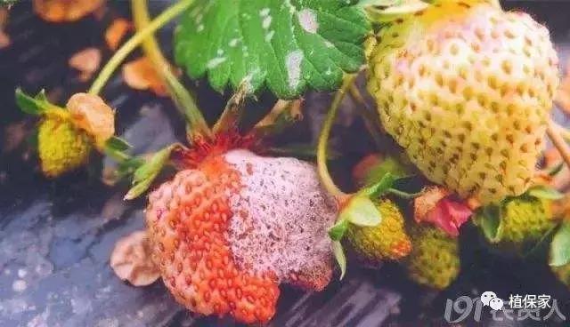 南京地区草莓病虫害防治的现状,温室草莓病虫害种类及防治措施