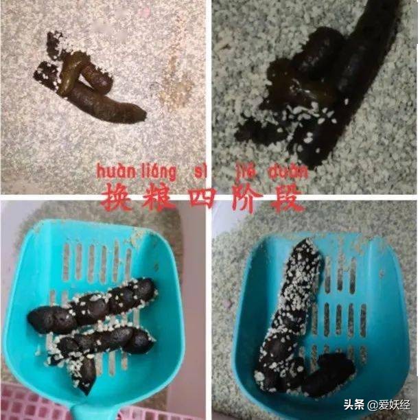 软便精有救了？干了这碗粮，养胃又护肠