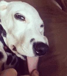 汪星人真实的秘密,汪星人的惊人秘密