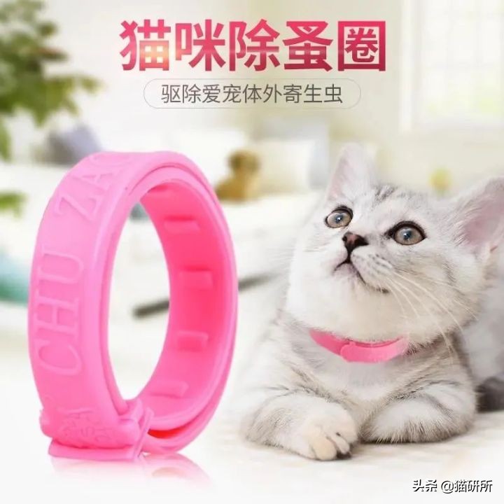猫咪项圈对猫咪有危害吗,猫项圈给猫咪带来的危害