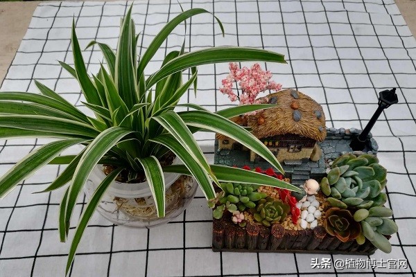 可水培土培的植物有哪些,水培植物土培转水培