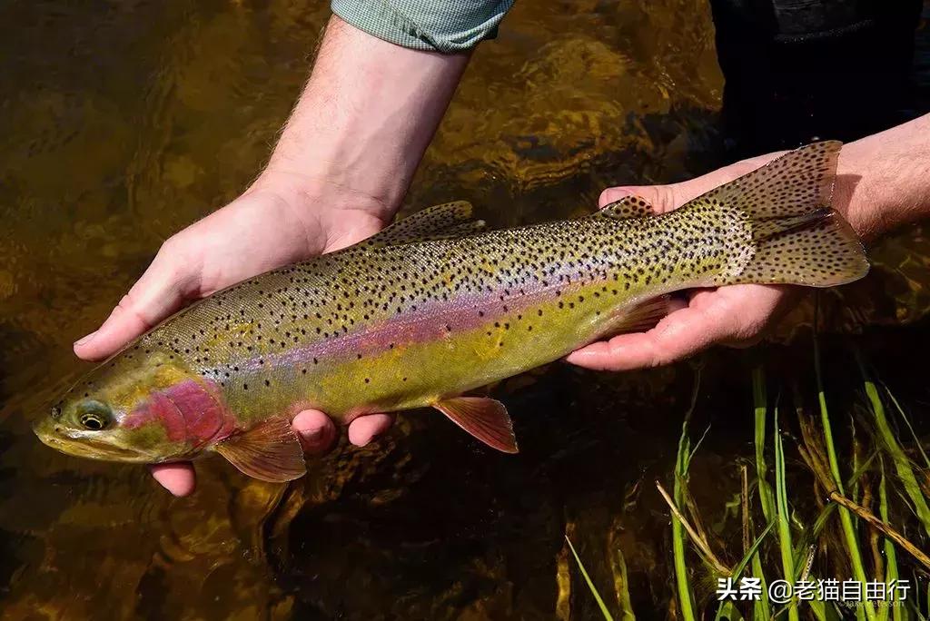越南旅游自由行攻略详解,越南旅游攻略和自由行攻略