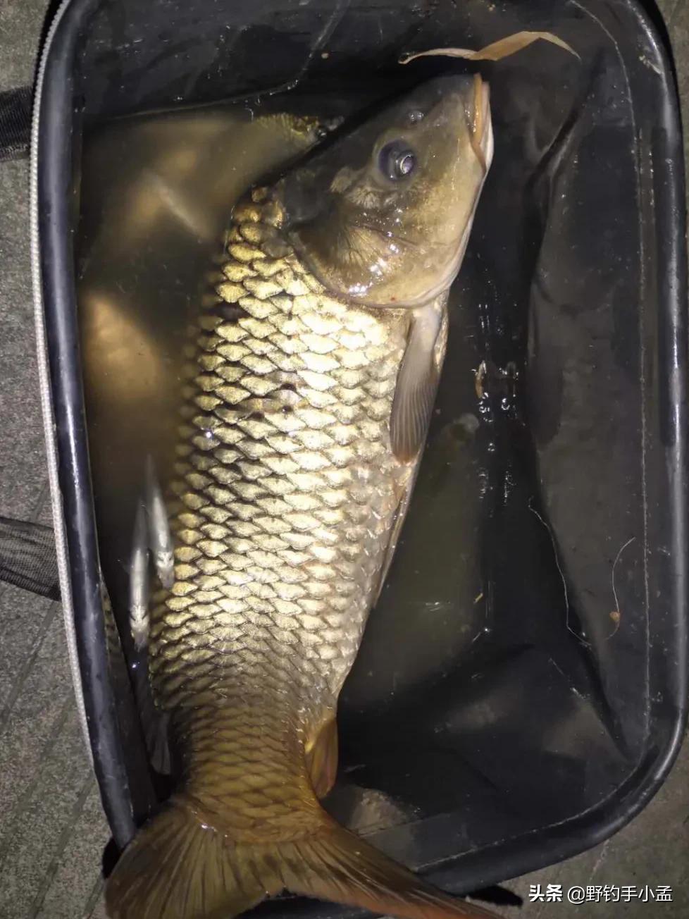 遇到鱼上浮该怎么钓,春季鲫鱼上浮不吃钩怎么钓