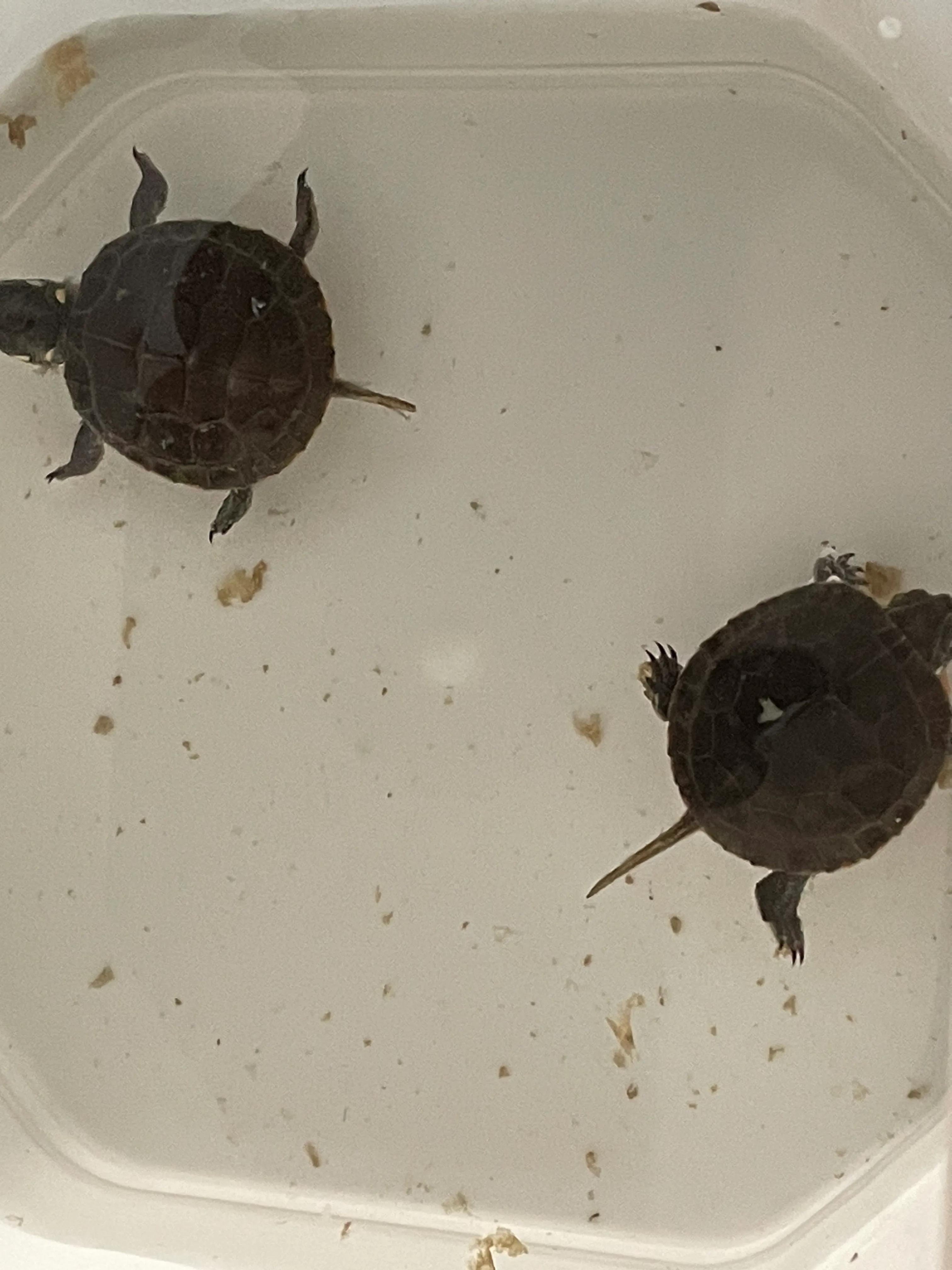 东锦龟底板腐甲怎么处理,西锦腐皮怎么处理