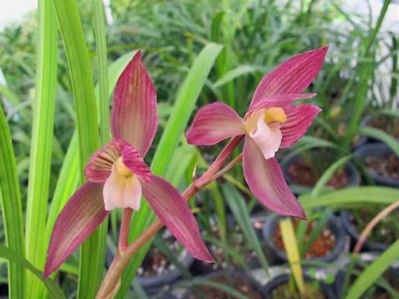 春兰和春剑兰的区别在哪里,春兰大富贵和春剑大富贵不一样吗