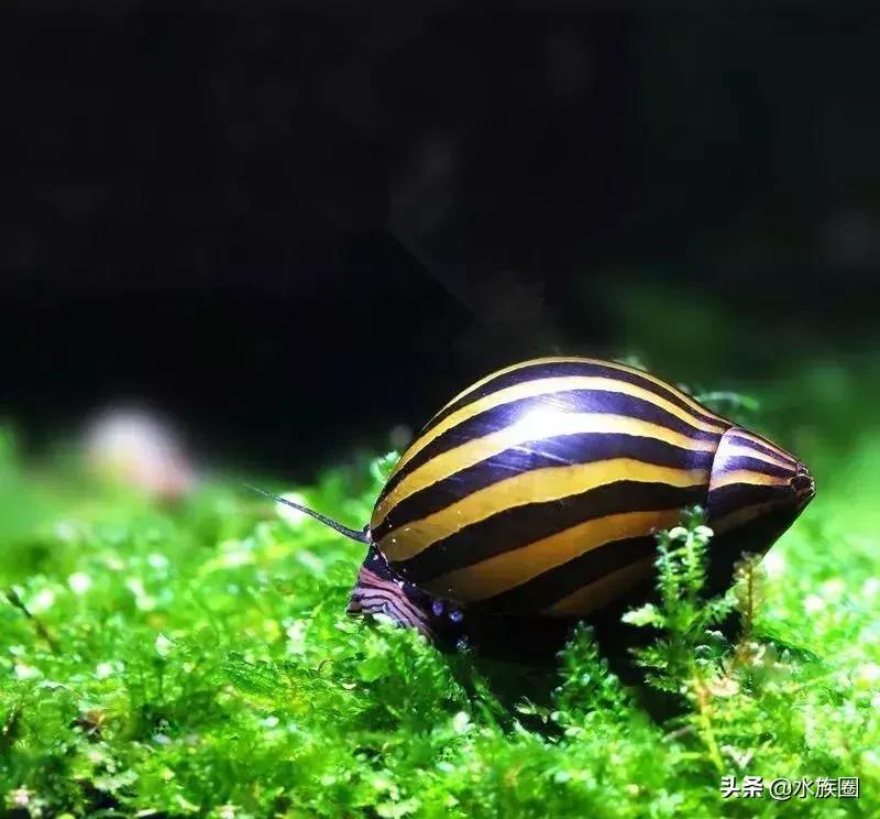 斑马螺和杀手螺,汽水螺和斑马螺