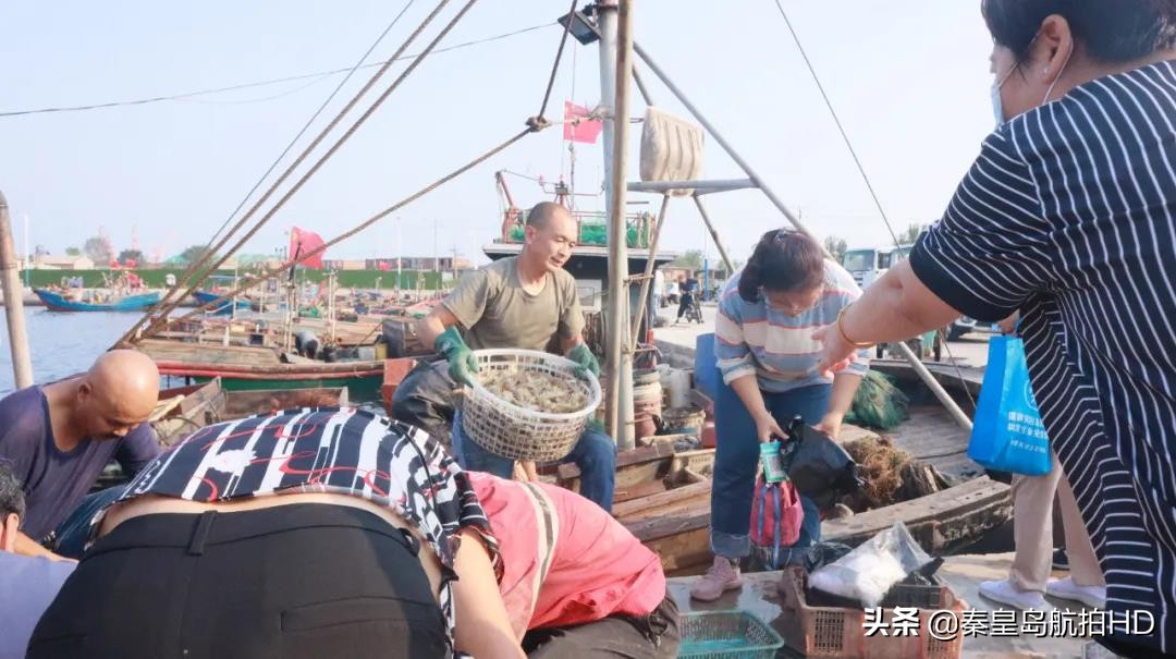 秦皇岛买海鲜去哪里?去码头便宜又新鲜,渔民:船靠岸就被抢光