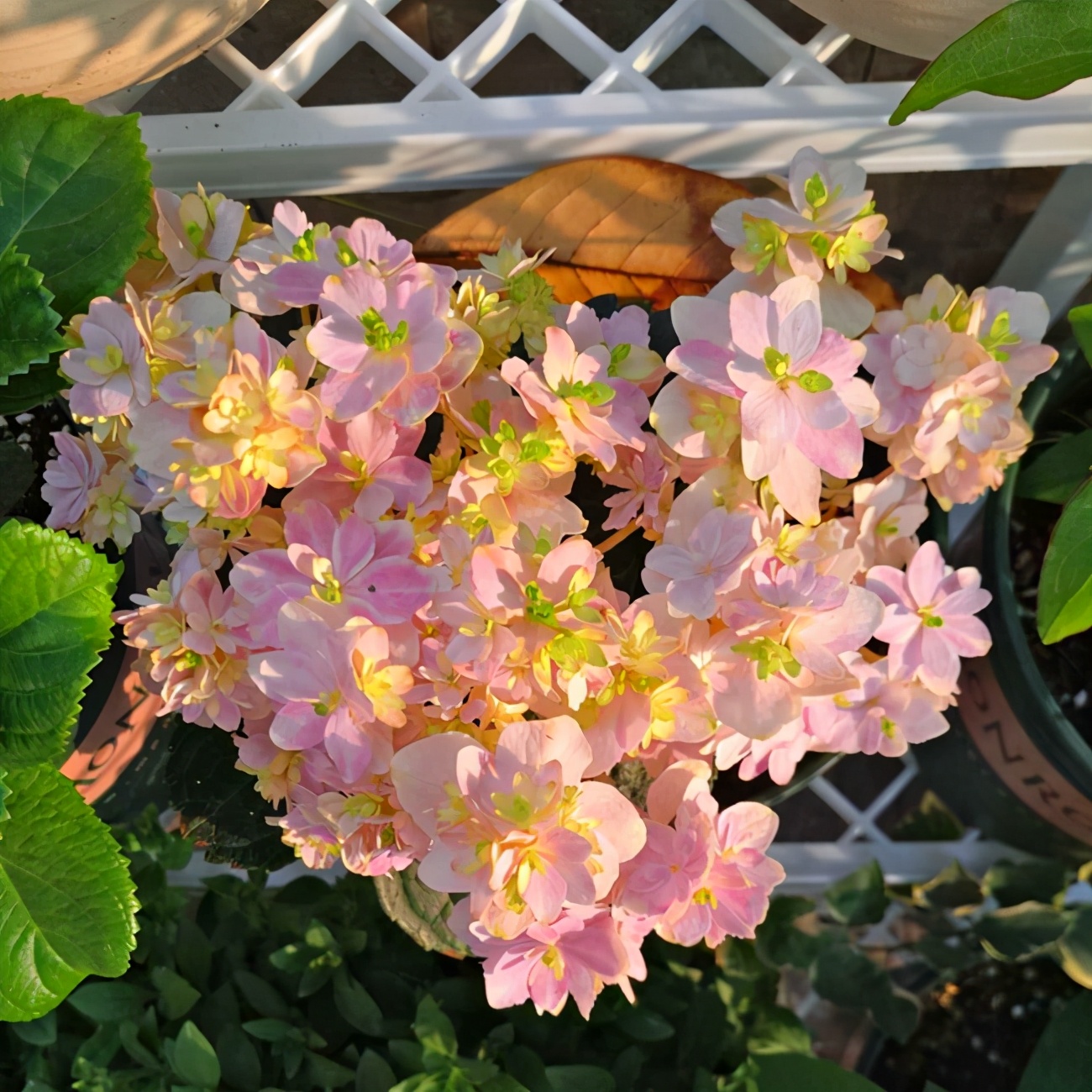 绣球花哪款好看,值得推荐的绣球花