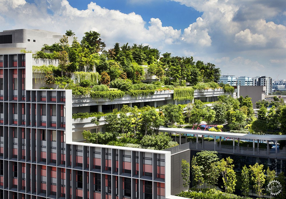 漫步绿树成荫的街道,绿树成荫环境怡人小区