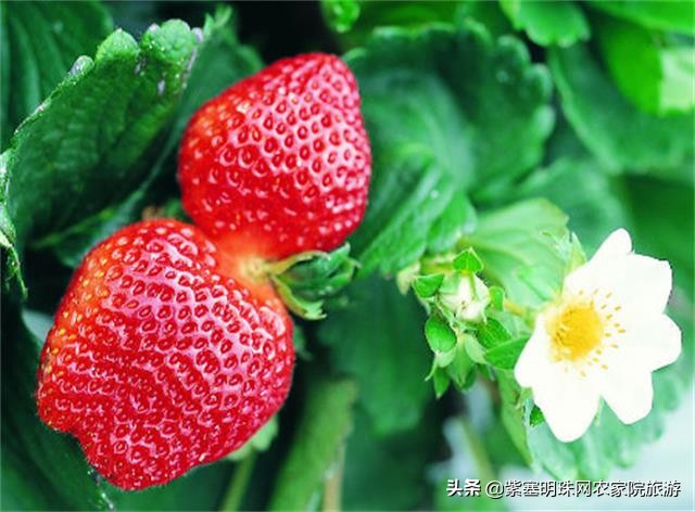 天津蓟县梨木台景区住宿,天津蓟州区梨木台农家院