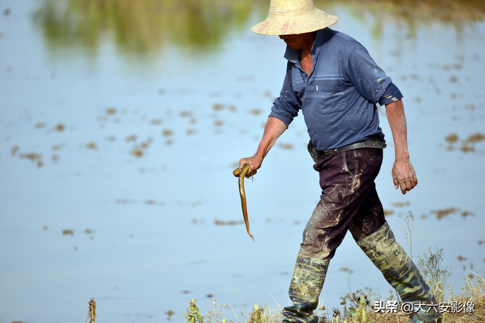 农村田里夜晚抓黄鳝,乡野农村抓黄鳝视频