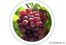 宝宝吃葡萄被卡住了怎么办,一岁宝宝吃葡萄卡住了后果