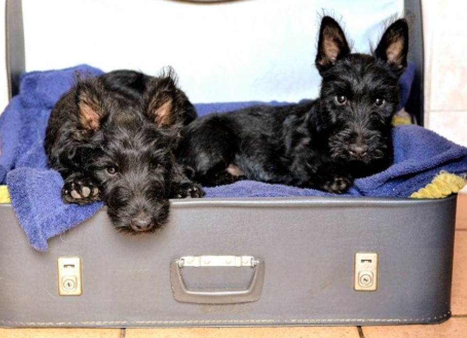 适合老年人养的狗排行榜,适合老人养的狗好养活的品种