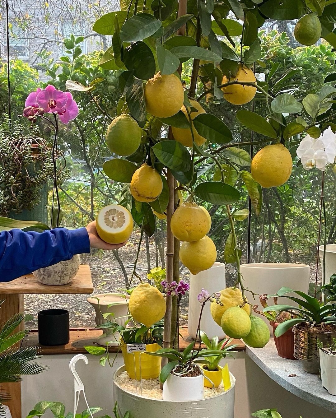 开箱巨大零食,开箱巨型3米的零食