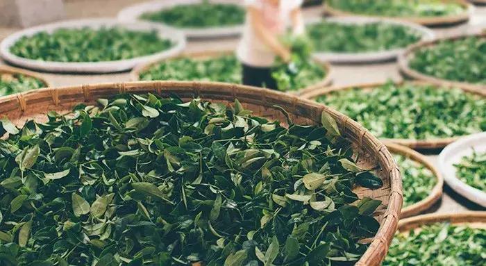 价格贵的茶叶,价格贵的茶与便宜茶的营养区别